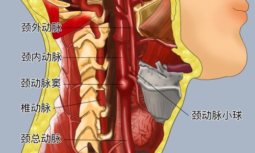 鲜参的功效和作用-权威鲜参的功效作用与主治与用量平台,分享专业鲜参的图片知识_鲜参的功效网