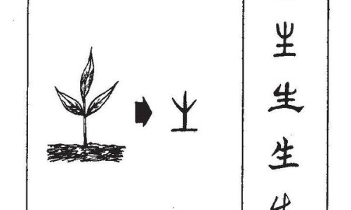 鲜参的功效与作用及图片-权威鲜参的功效作用与主治与用量平台,分享专业鲜参的图片知识_鲜参的功效网